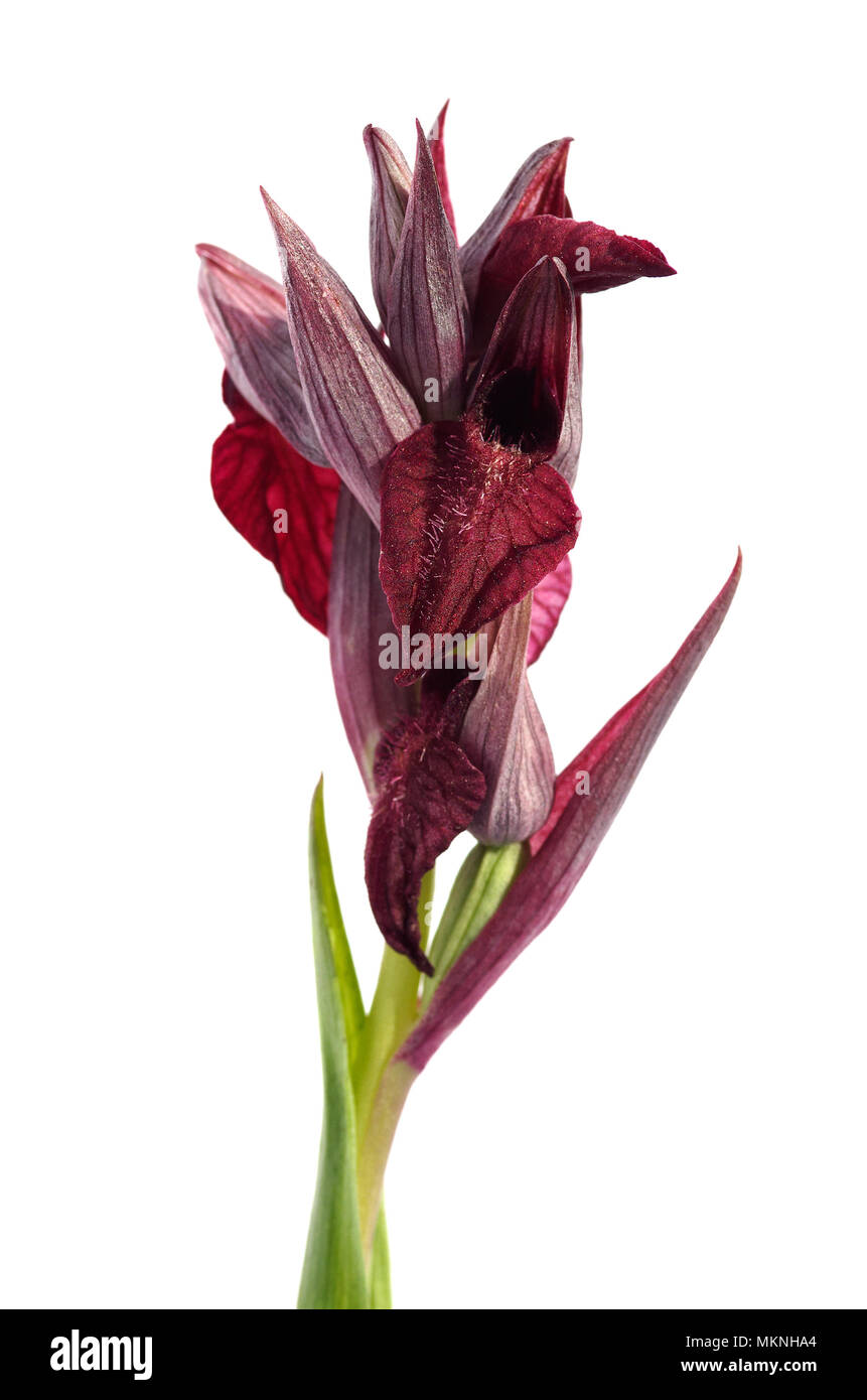 Heart-flowered Serapias wild orchid (Serapias cordigera) upper stem and inflorescence isolated over a white background. Serra da Arrabida, Portugal. Stock Photo