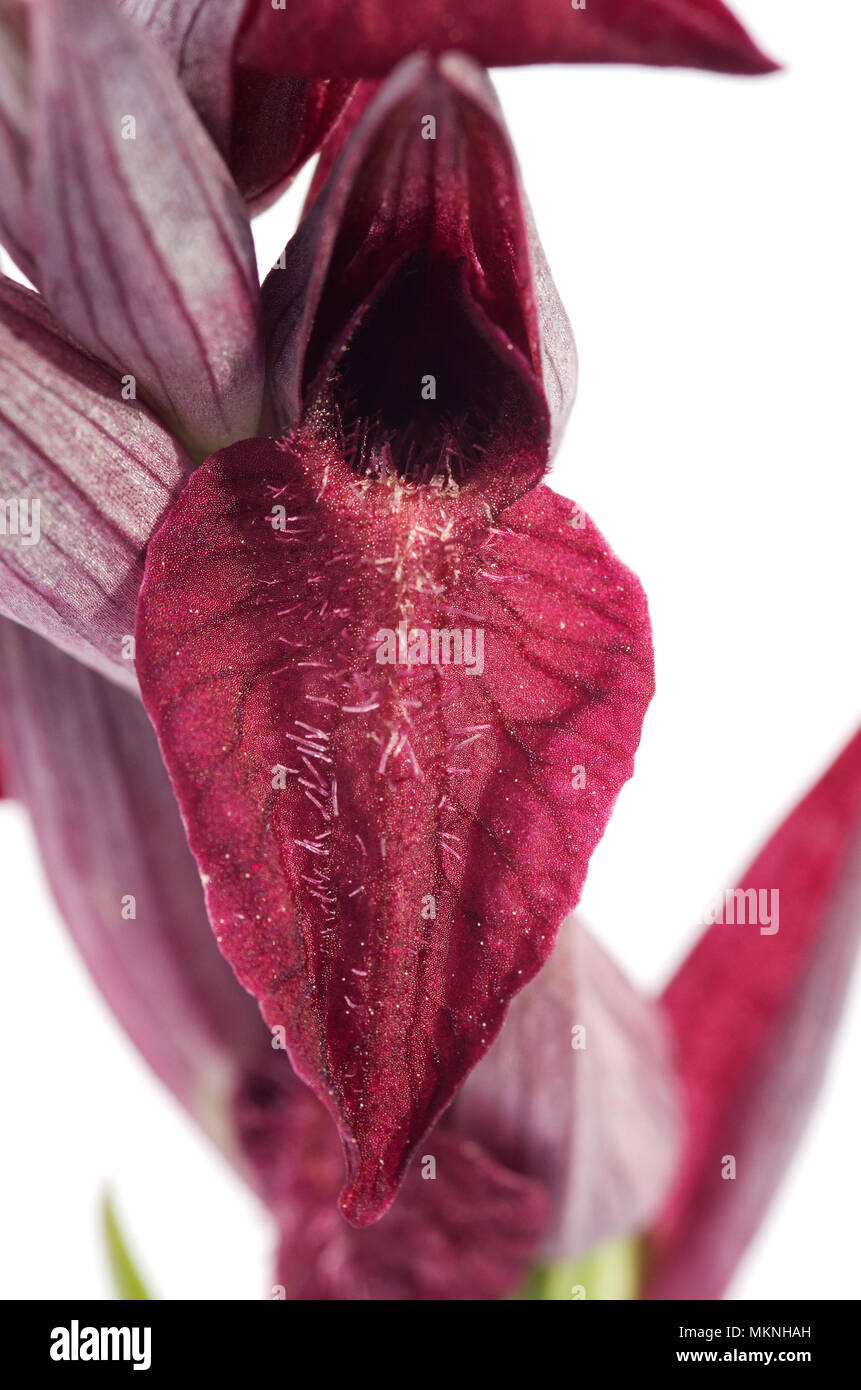 Heart-flowered Serapias wild orchid (Serapias cordigera) flower close up isolated over a white background. Serra da Arrabida, Portugal. Stock Photo