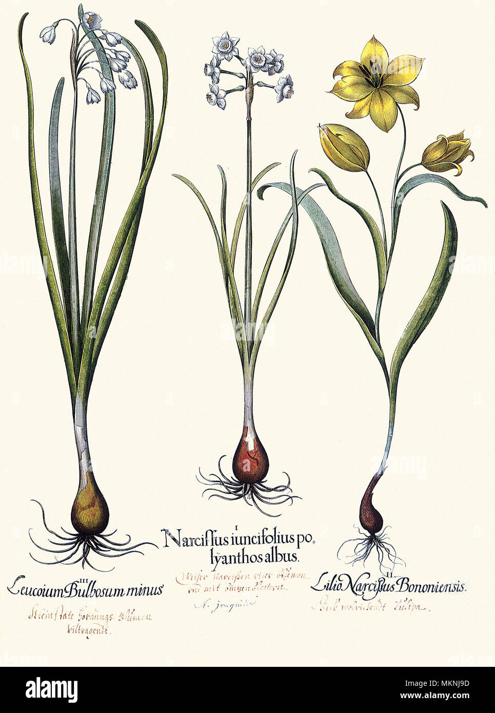 Narcissus, Tulip, and Leucoium Stock Photo