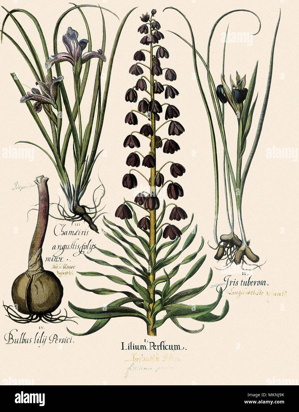 Lillies and Irises Stock Photo