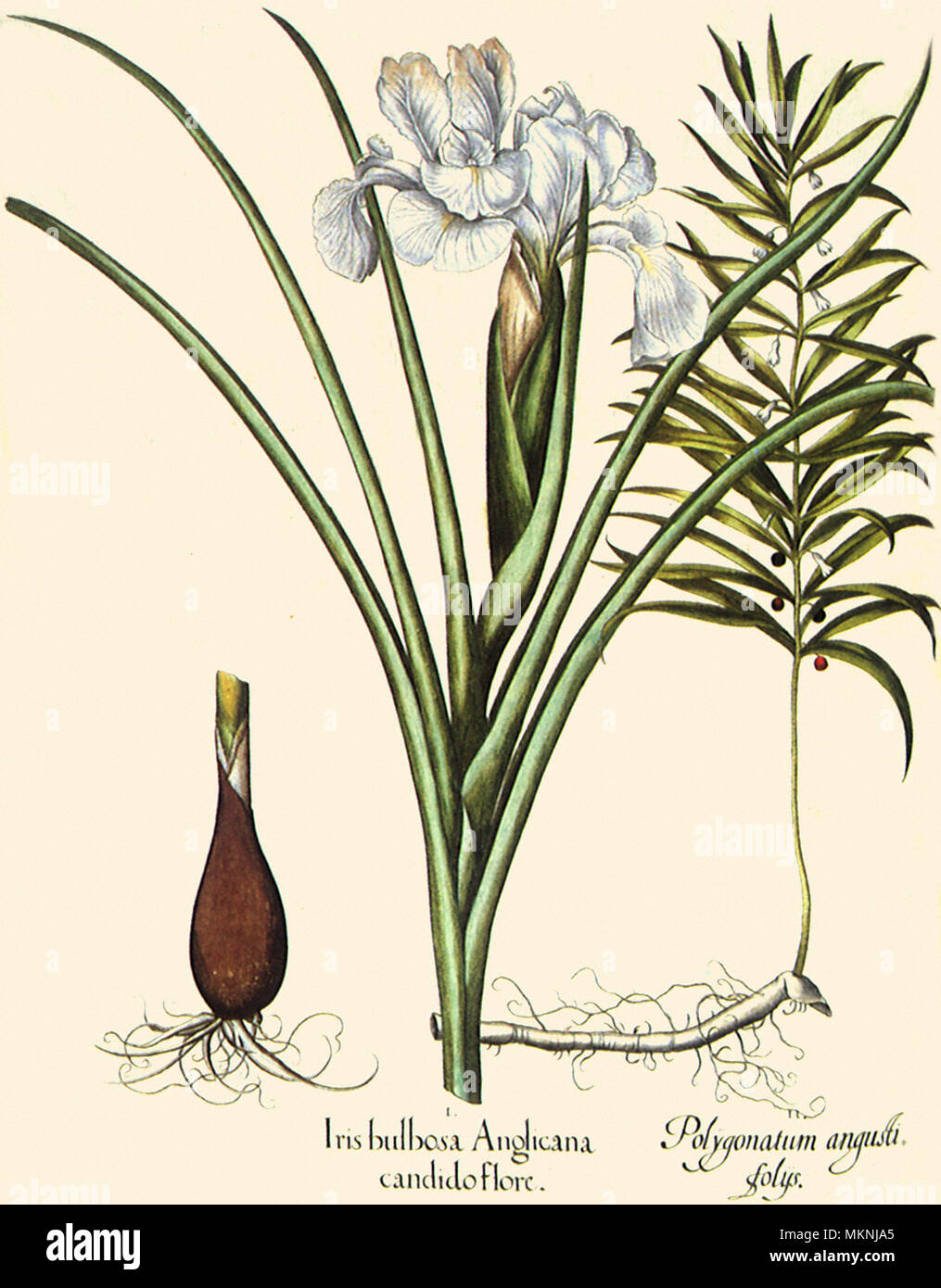 Iris and Polygonatum Stock Photo