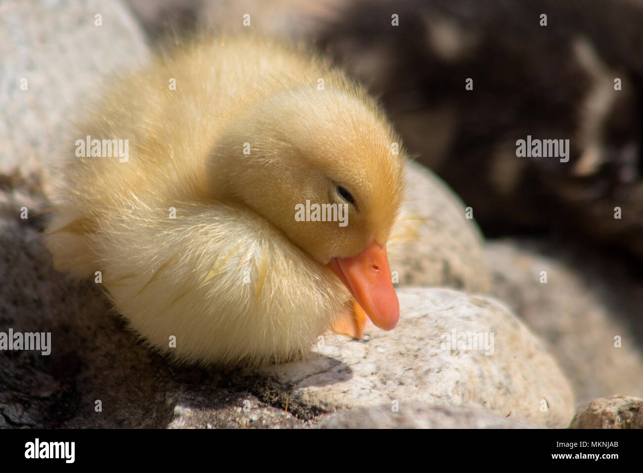 Sleeping newborn duckling - a fluffy little ball. Stock Photo