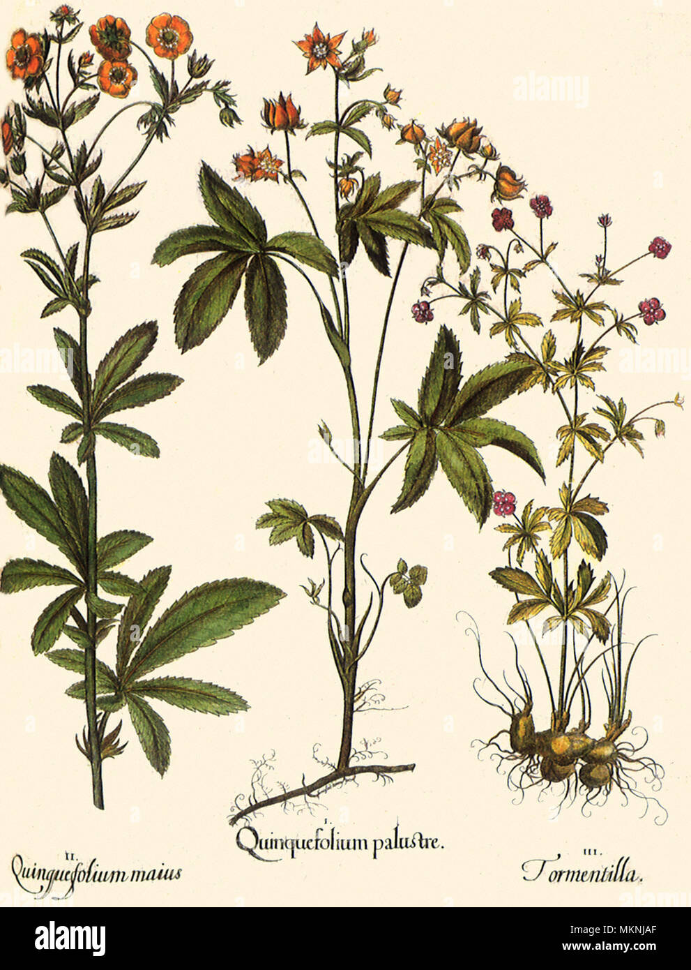 Potentilla palustris, Potentilla recta, Potentilla erecta Stock Photo