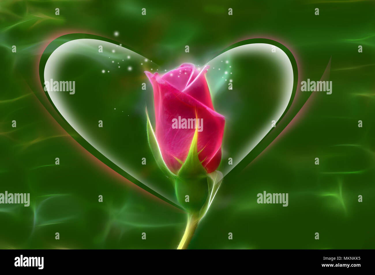 The rose is the flower represents love. Its on effect glow wire Stock Photo Alamy