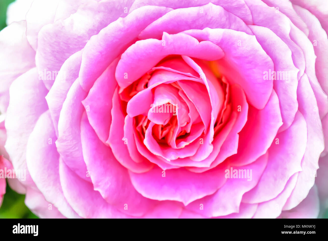 The rose is the flower represents love Stock Photo Alamy