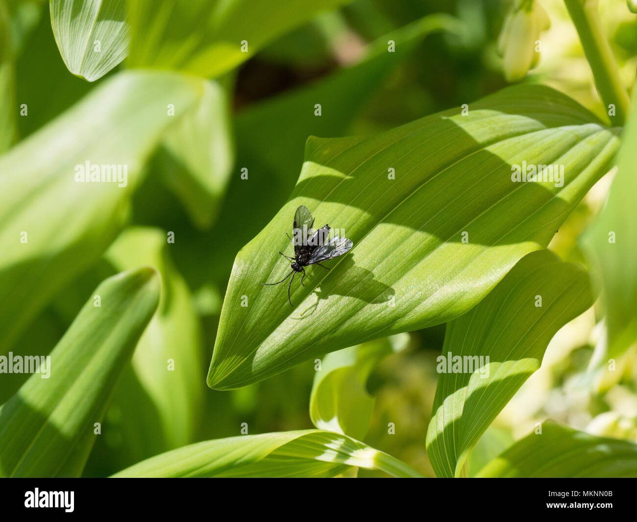 A black Solomons seal sawfly resting on Solomons seal foliage with outstretched wings Stock Photo