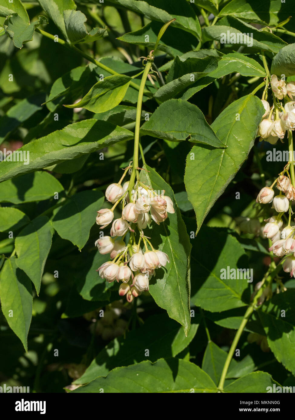 The drooping white flower heads of Staphylea holocarpa Stock Photo