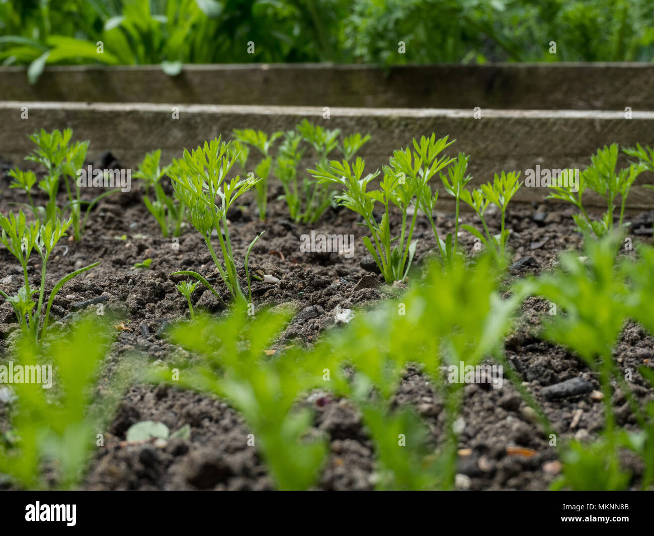 Low level close up of a row of carrot seedlings with out of focus seedling as a foreground Stock Photo