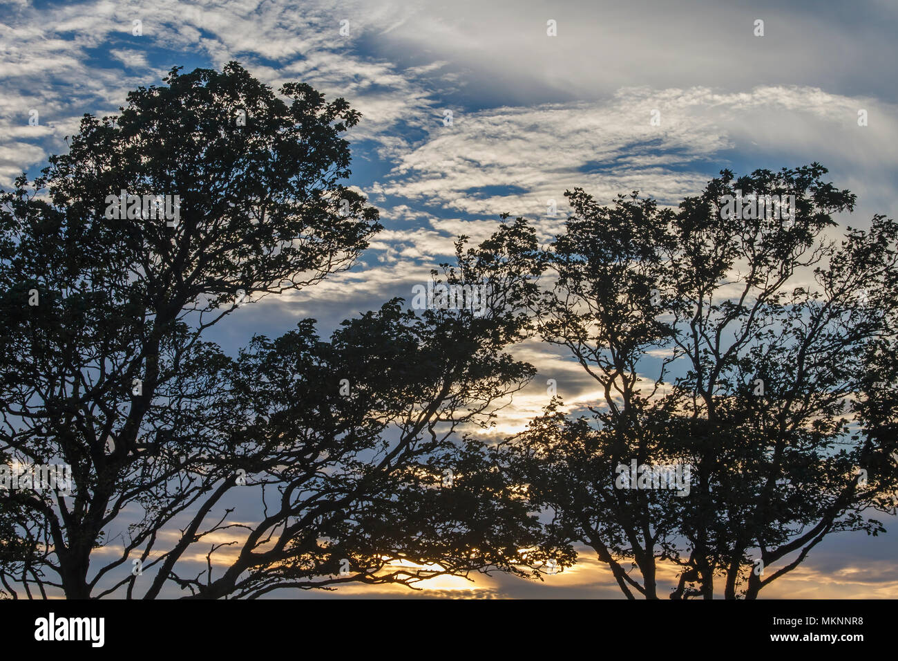 Blue sky with trees in silhouette Stock Photo - Alamy