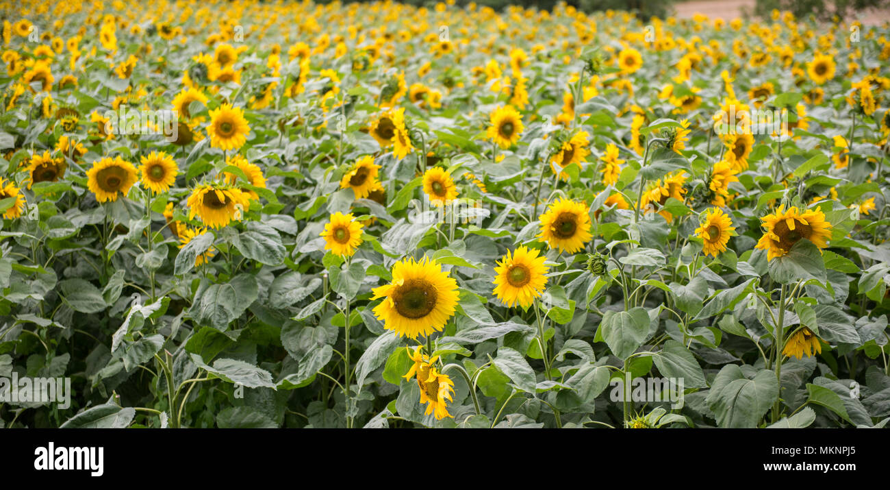 Field with ripe sunflowers at the forest edge Stock Photo - Alamy