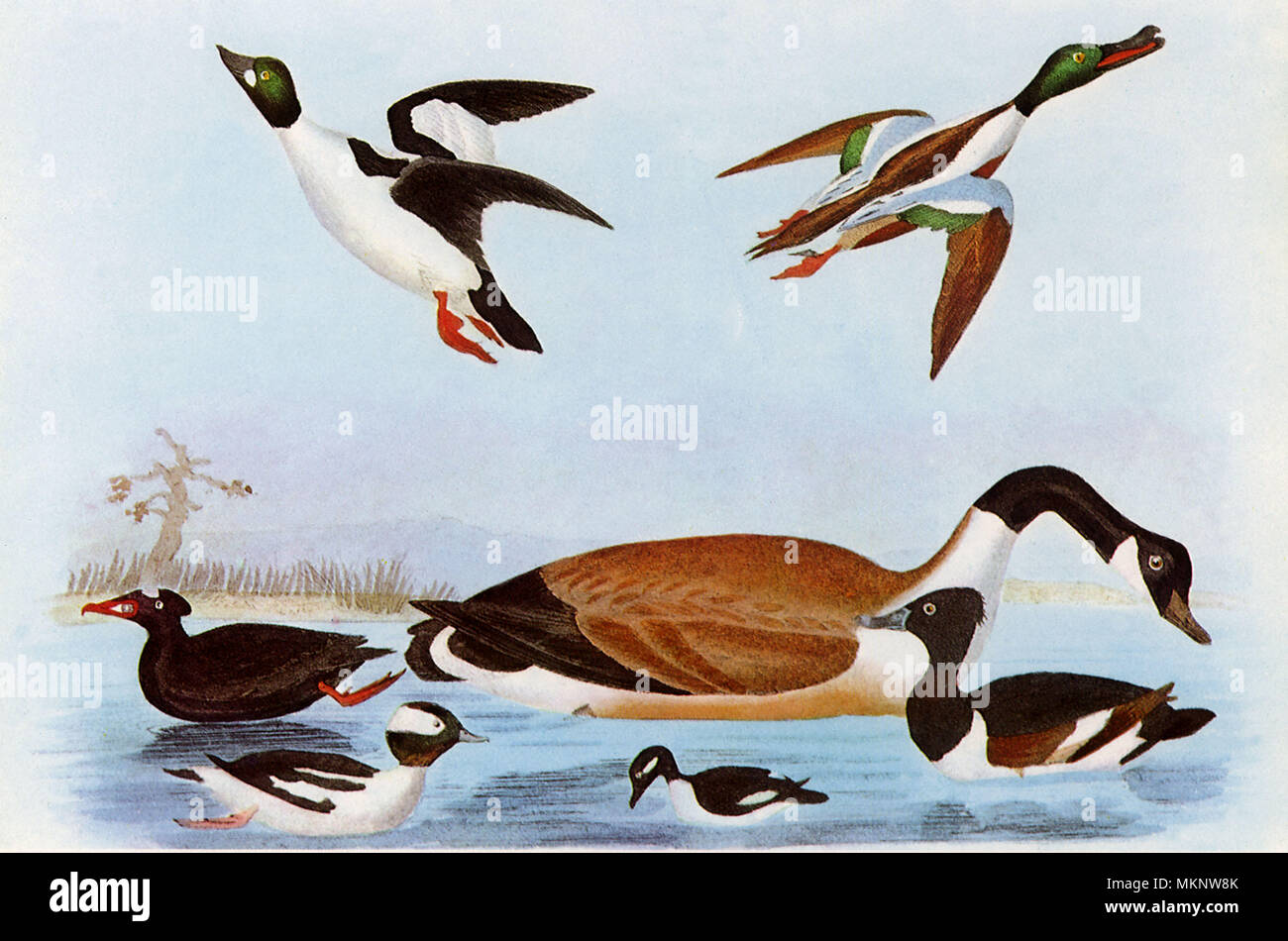 Canada Goose Historia Italia | atelier-yuwa.ciao.jp