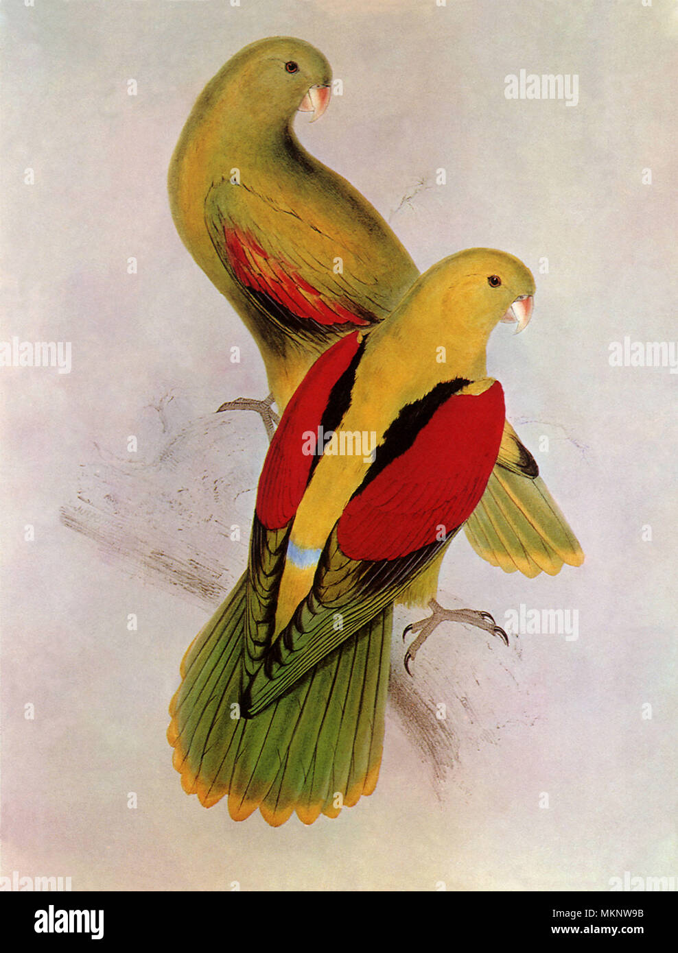 Crimson-winged Parakeet, Aprosmictus erythropterus Stock Photo