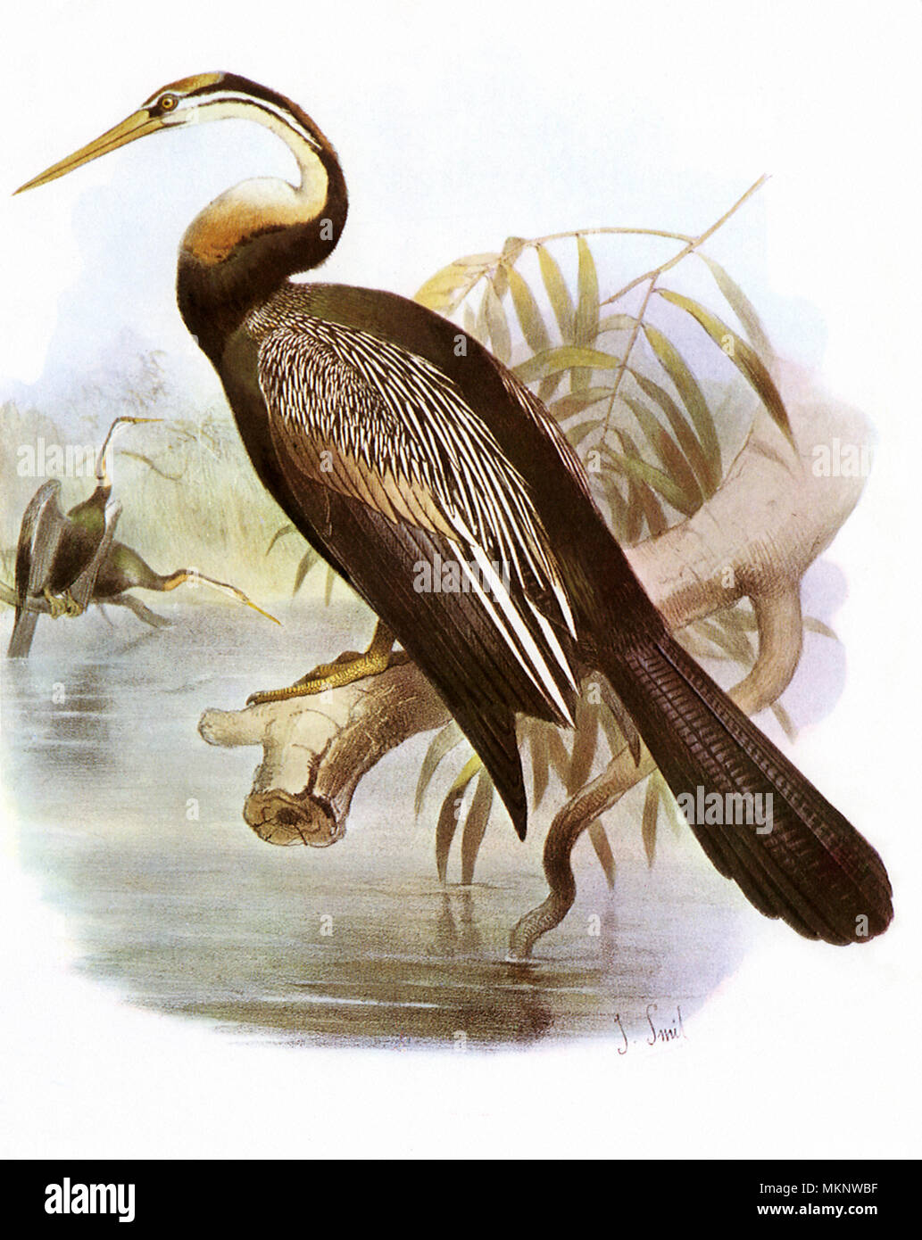 Snake birds hi-res stock photography and images - Alamy