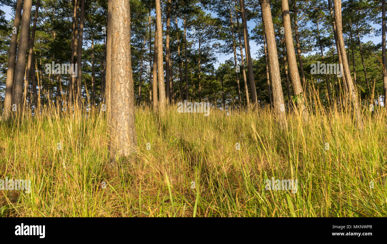 Dawn in the forest in Lam Dong The foxtail grass grows in the pine forest Stock Photo