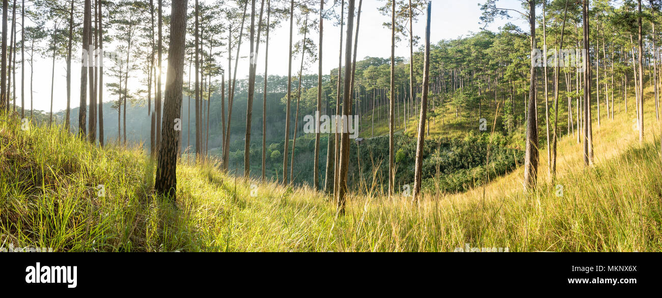Dawn in the forest in Lam Dong The foxtail grass grows in the pine forest Stock Photo