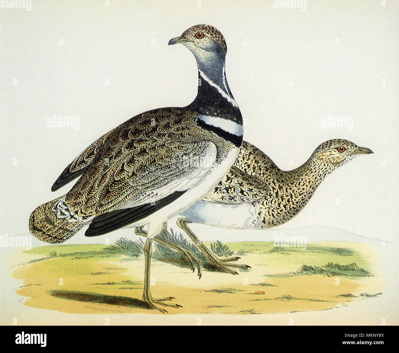 Little Bustards, Otis tetrax Stock Photo