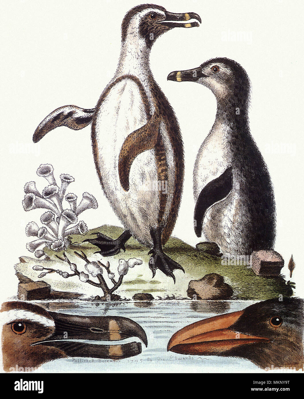 ペンギン ビンテージSCANDIA-PENGUIN❤︎マウイ島ラハイナギャラリー
