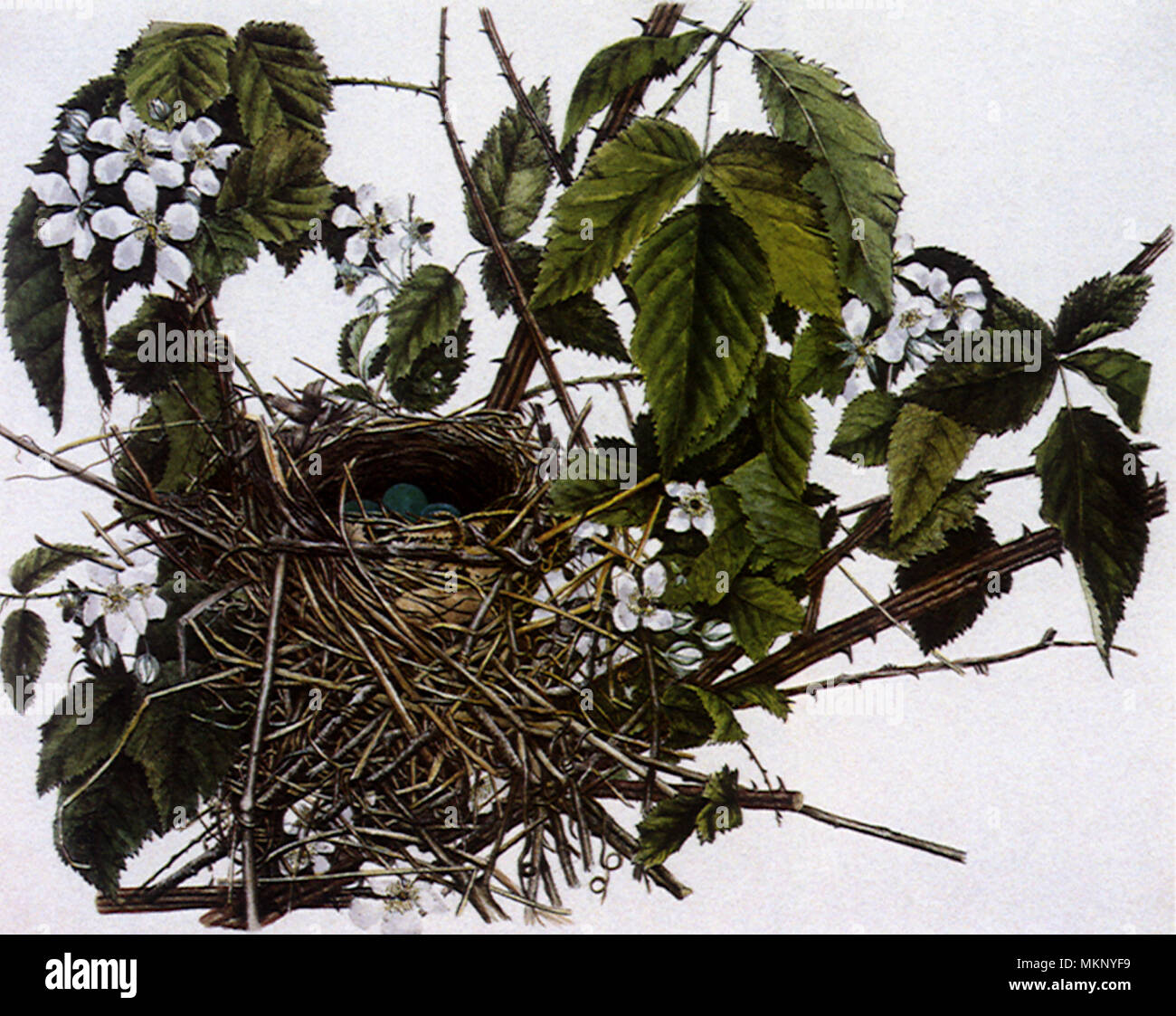 Nest and Eggs of the Gray Catbird Stock Photo Alamy