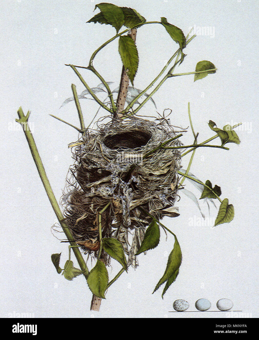 Nest and Eggs of the Indigo Bunting Stock Photo Alamy