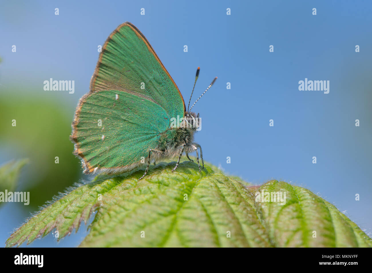 Green Hairstreak (Callophrys rubi) male at rest on bramble. Butterfly in the family Lycaenidae, at rest with wings closed showing green underside Stock Photo