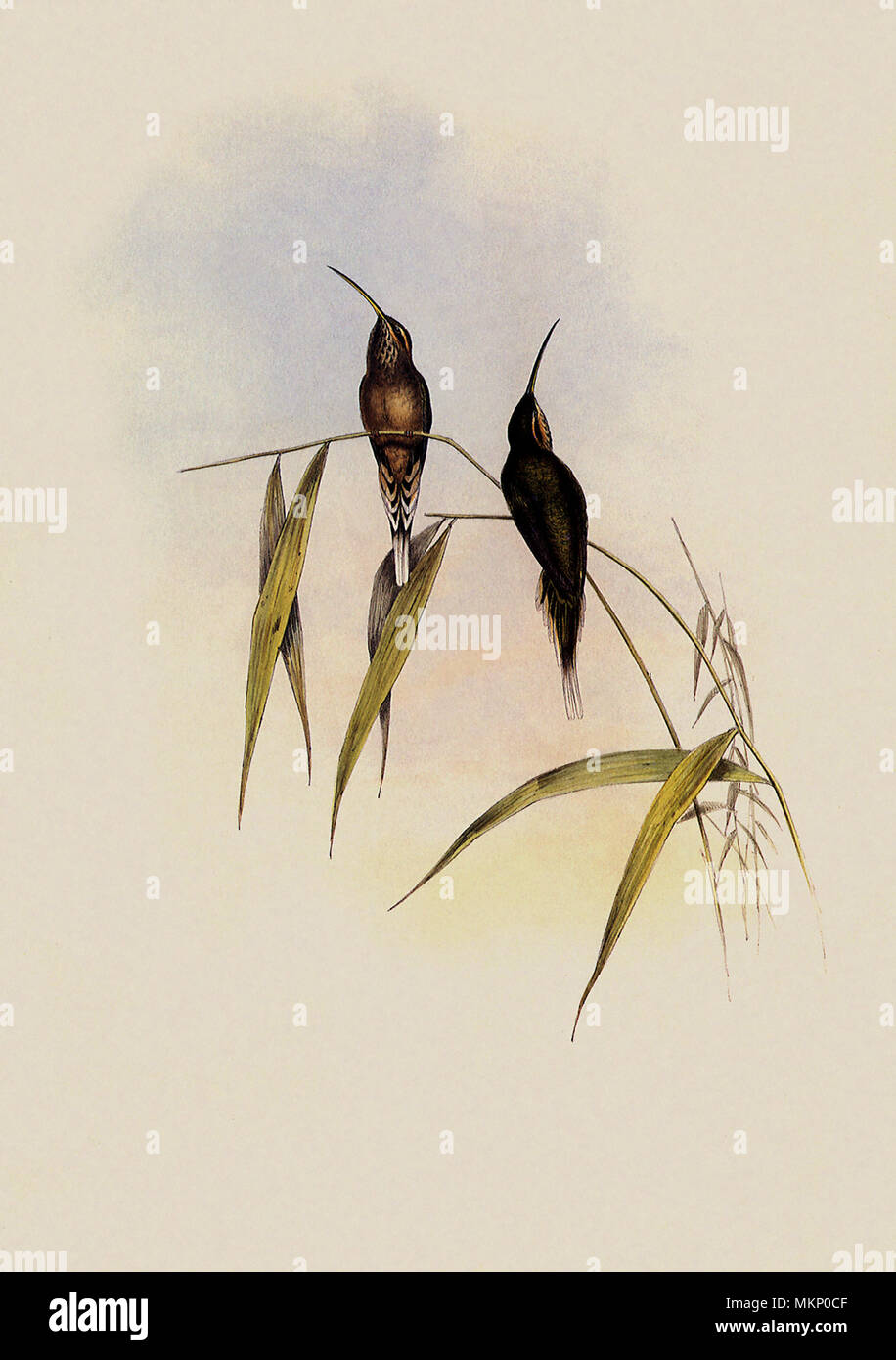 Middle-Sized Hermit, Phaëthornis Intermedius Stock Photo