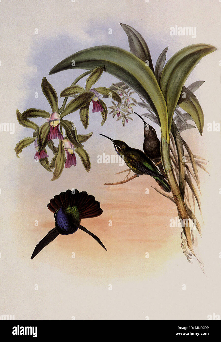 Lazuline Sabre-Wing, Campylopterus Lazulus Stock Photo