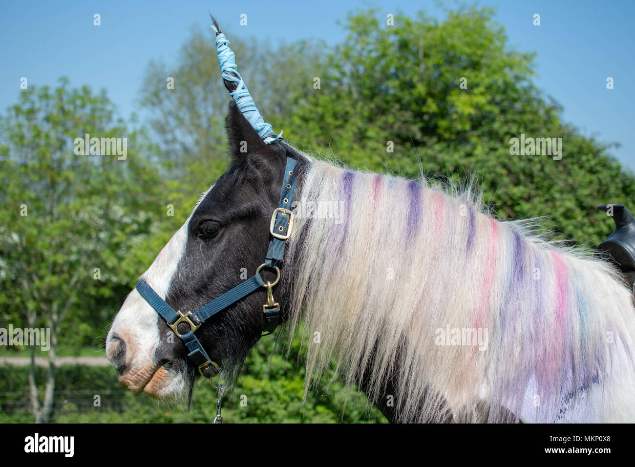 Horse dressed up as unicorn. Irish cob pony with horn and coloured mane, head in profile Stock Photo