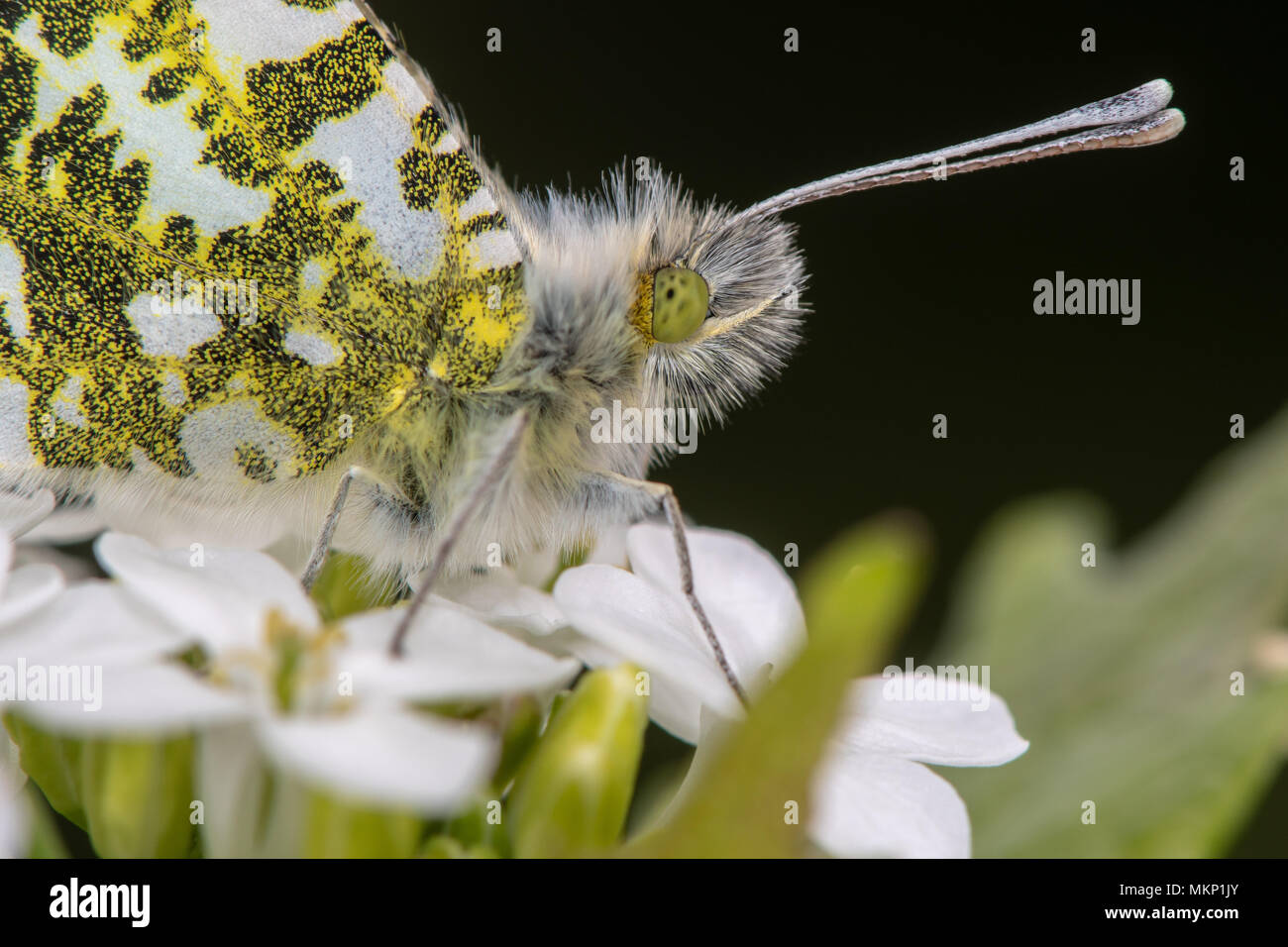 Orange-tip butterfly (Anthocharis cardamines) close-up. Head and thorax of female butterfly in the family Pieridae, on flowers of garlic mustard Stock Photo