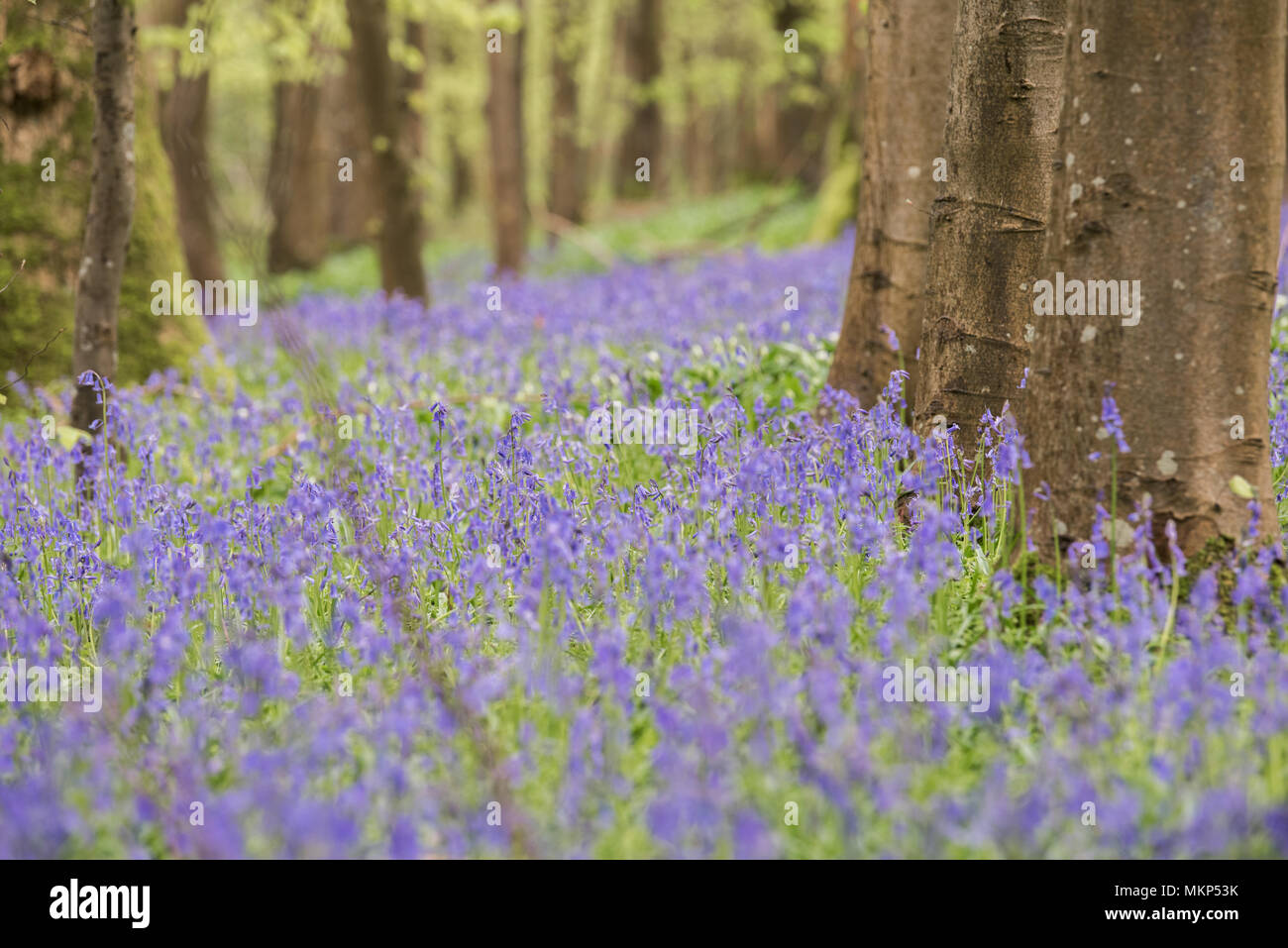 Blue Bells flowers in Sussex, England Stock Photo
