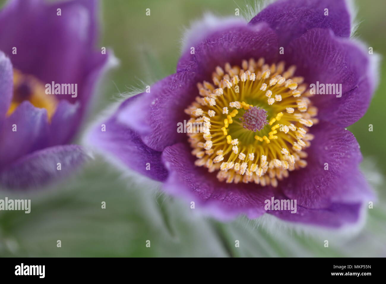 Flowering Pasque Pulsatilla vulgaris Stock Photo