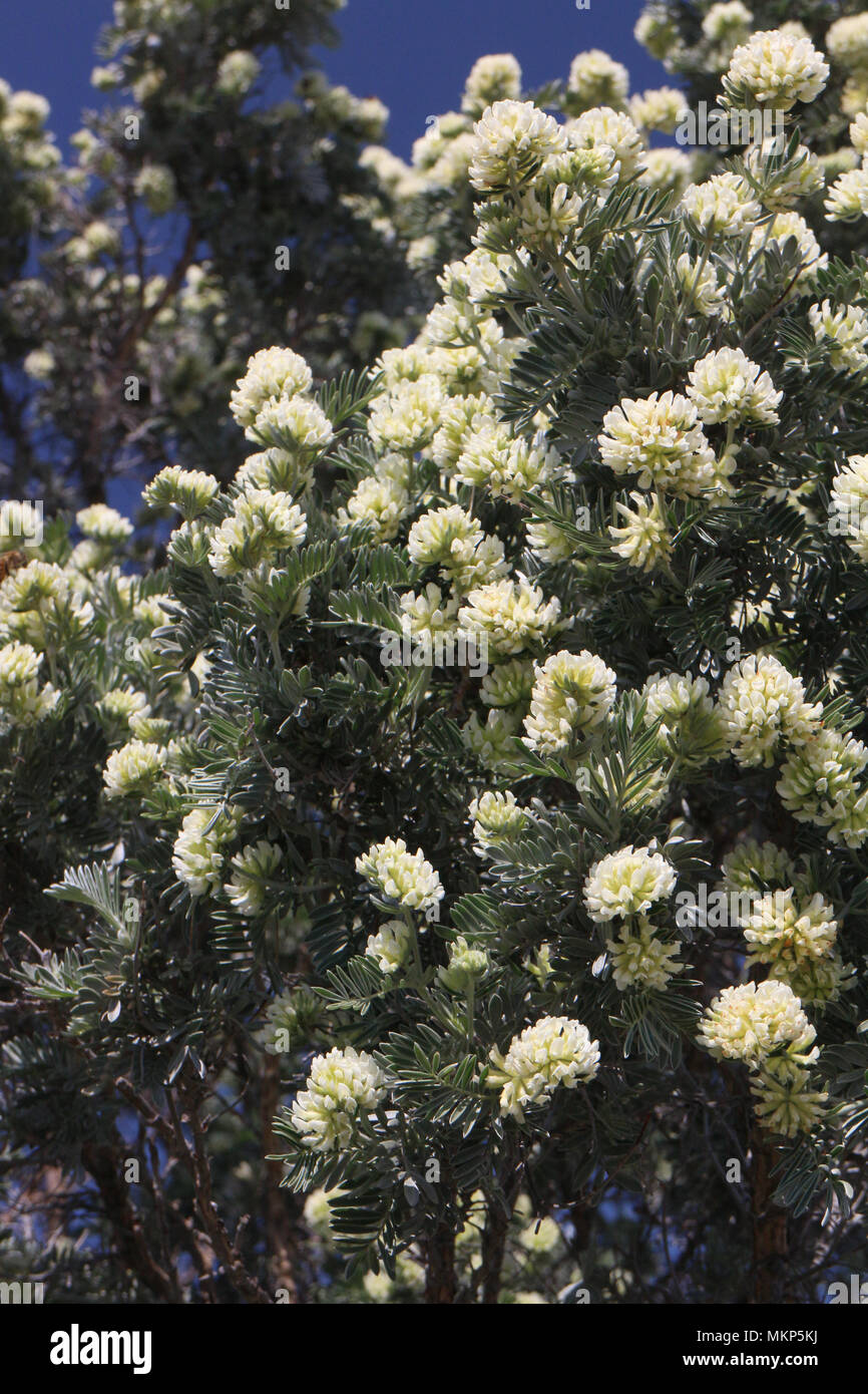 Anthyllis barba-jovis Stock Photo
