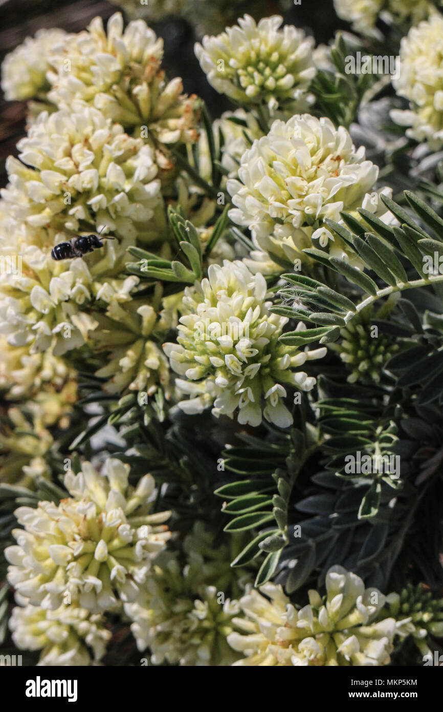 Anthyllis barba-jovis Stock Photo