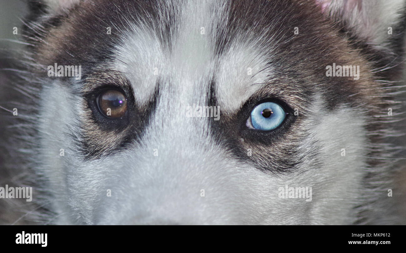close view of dog face with different color eyes Stock Photo