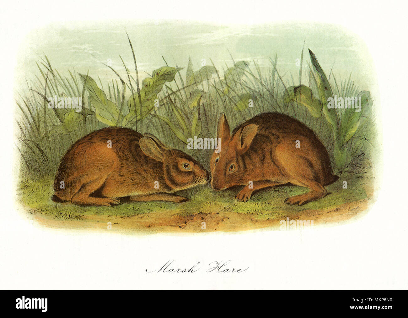 Marsh Hares Stock Photo