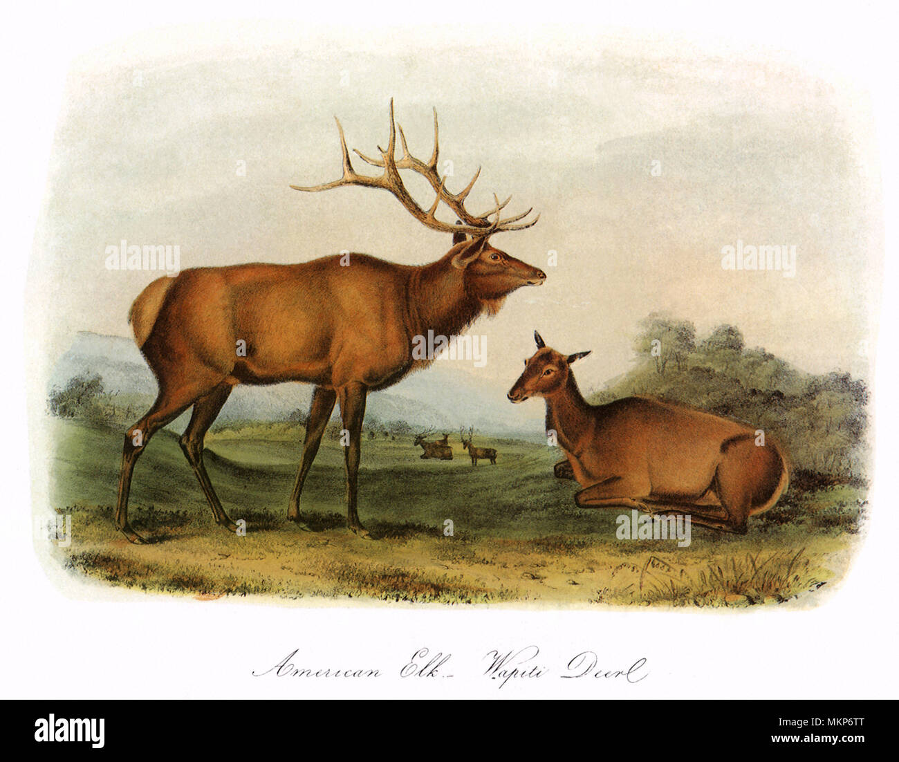 Elk Stag and Doe Stock Photo
