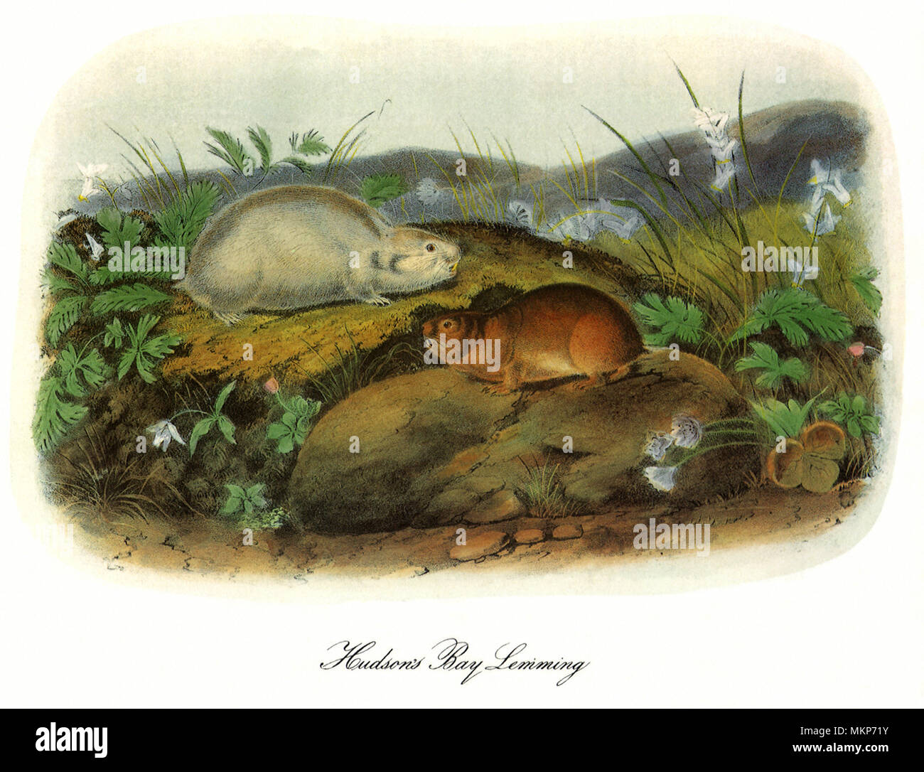 Lemming - Animal Facts for Kids - Characteristics & Pictures