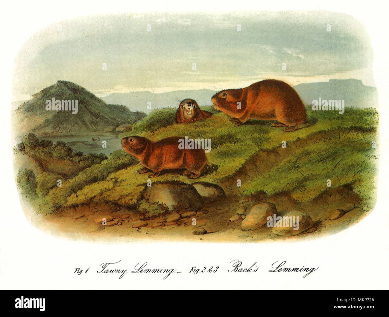 Back's Lemmings Stock Photo: 184270638 - Alamy