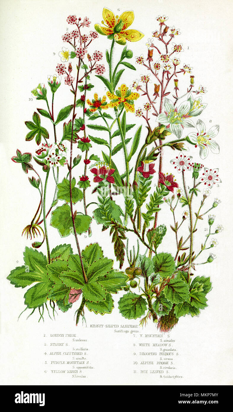 Assorted Varieties of Saxifrage Stock Photo