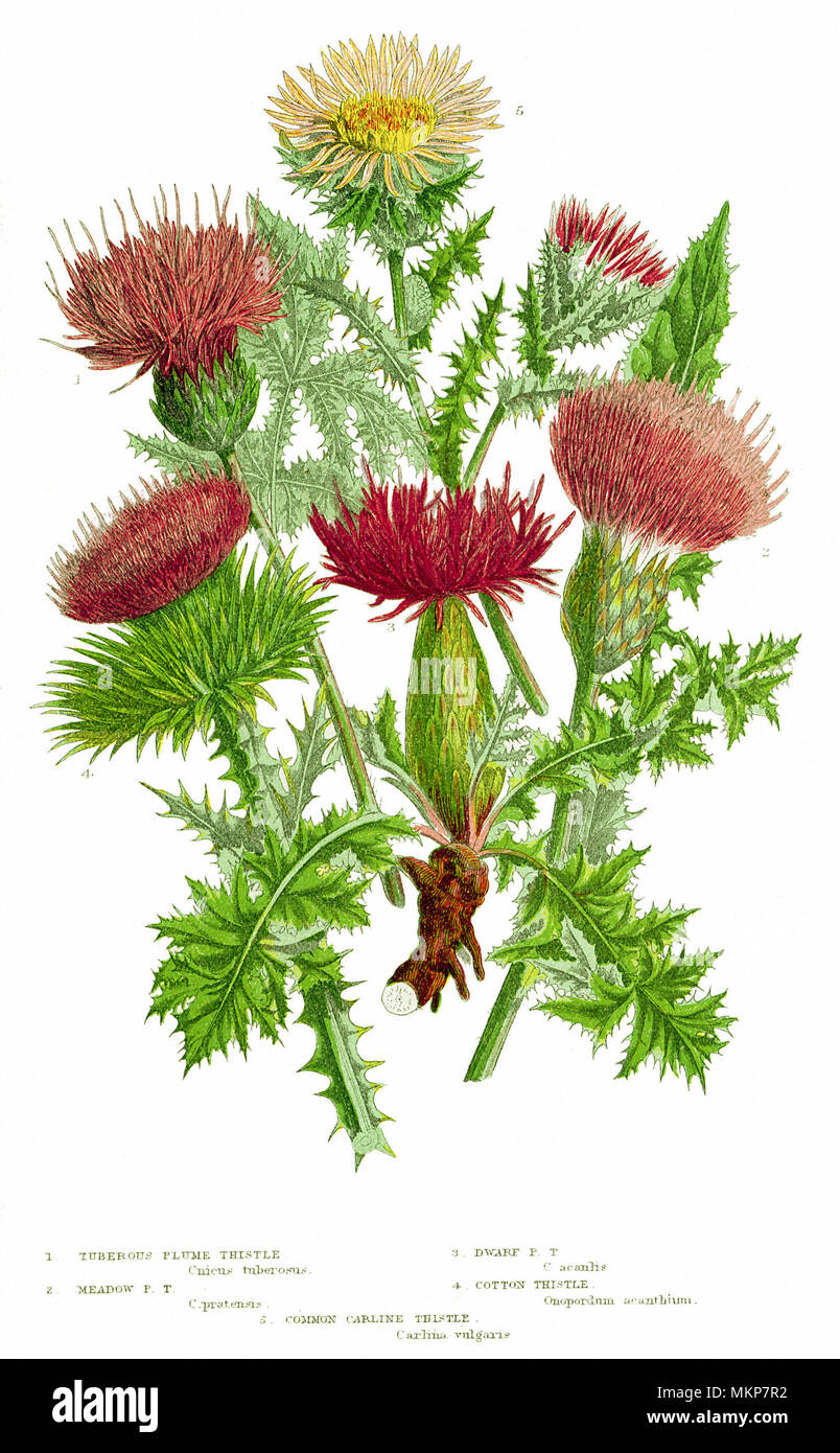 Assorted Compound Flowers, Thistles Stock Photo - Alamy