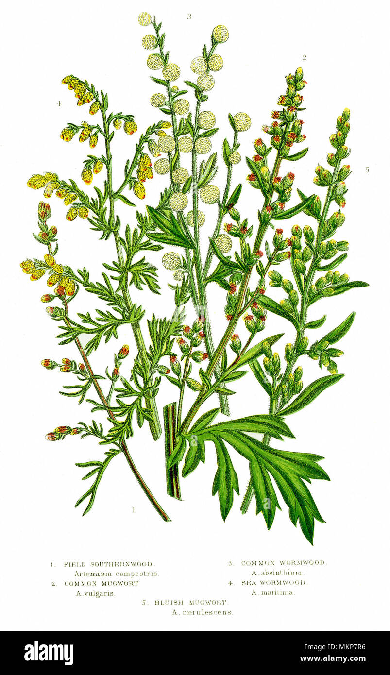 Assorted Compound Flowers Stock Photo Alamy