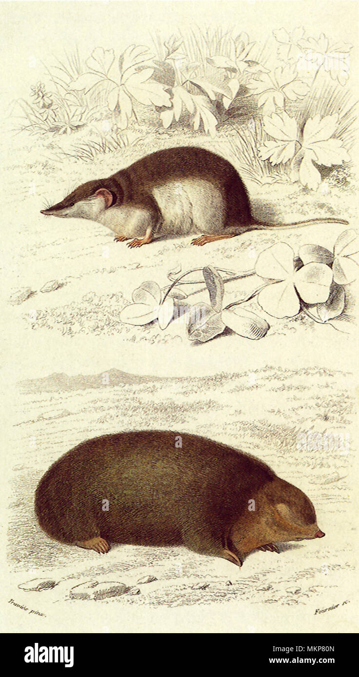 A European Shrew and a Mole Stock Photo