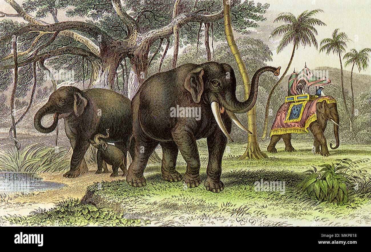 Asiatic Elephant Male and Female Stock Photo - Alamy