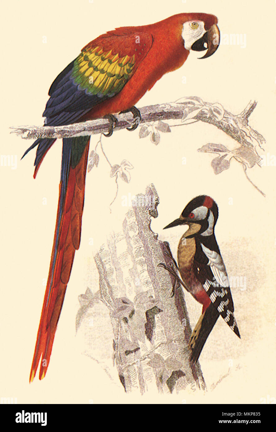 Scarlet Macaw and Greater Spotted Woodpecker Stock Photo