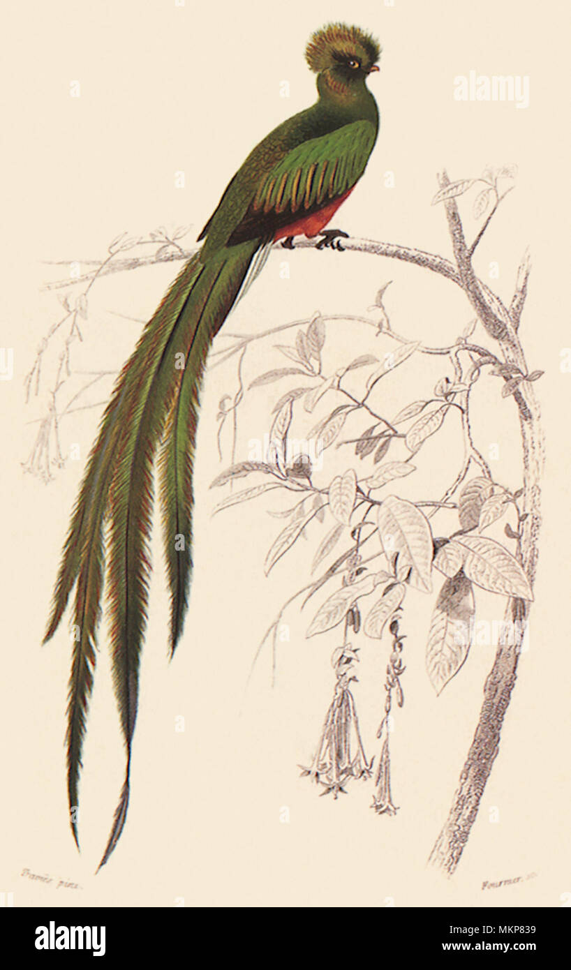 Quetzal (Trogon pavoninus) Stock Photo