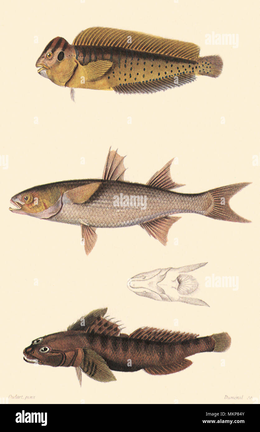 A Blenny, Grey Mullet, and a Black Goby Stock Photo