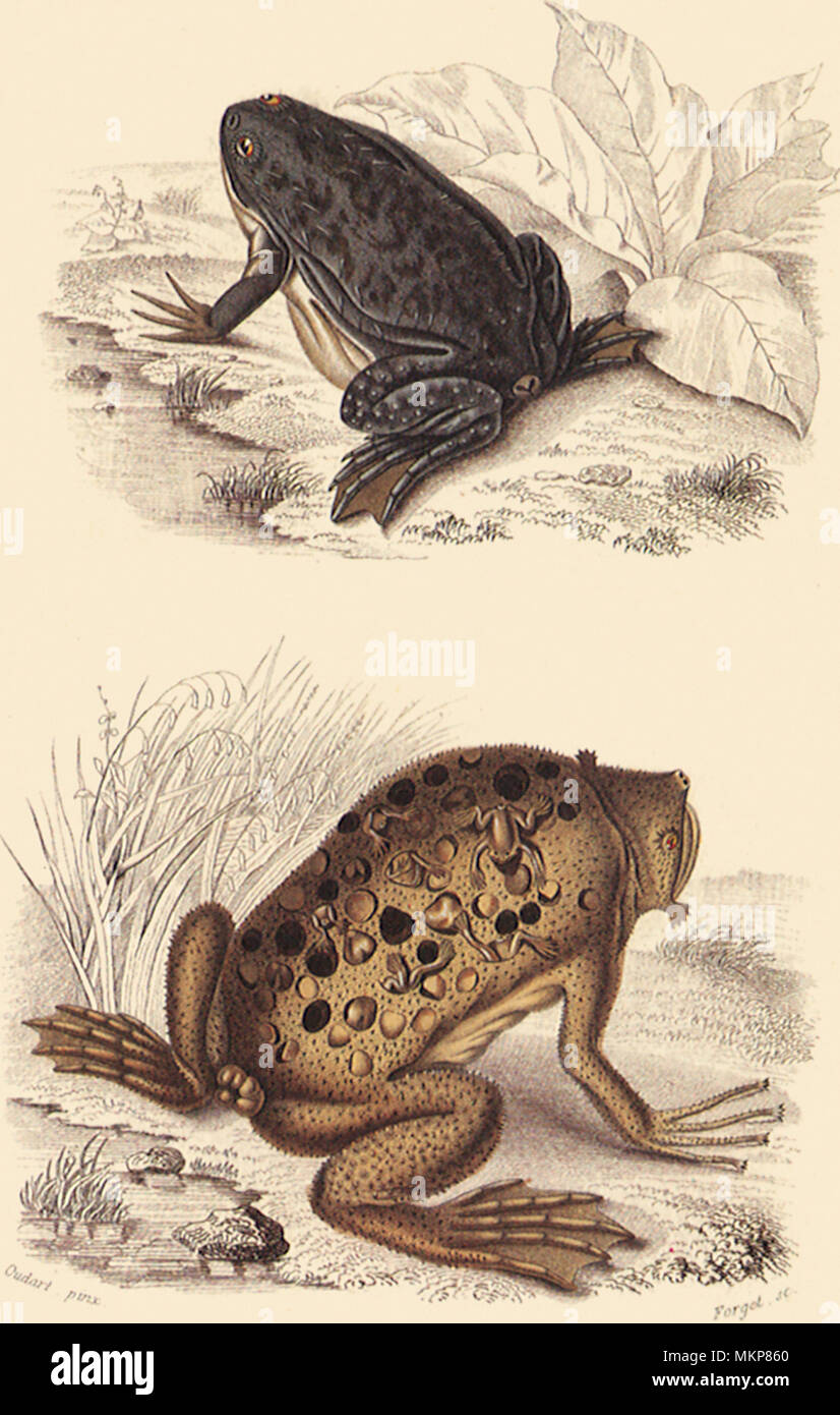 A Clawed Toad and a Surinam Toad Stock Photo