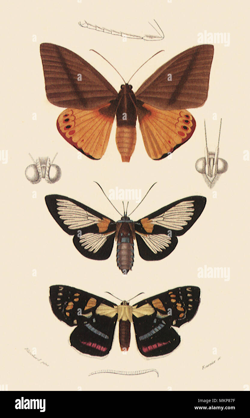 Agarista moth hi-res stock photography and images - Alamy