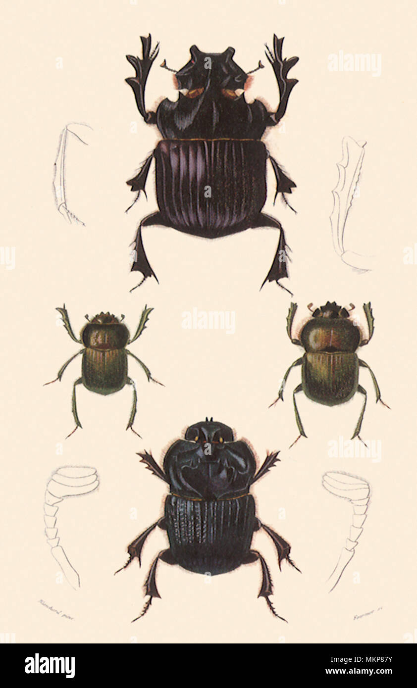 A Variety of Dung Beetles Stock Photo