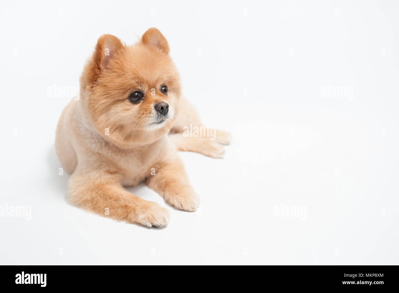 Little cute brown short hair pomeranian dog portrait, Puppy pet lying on  white background Stock Photo - Alamy