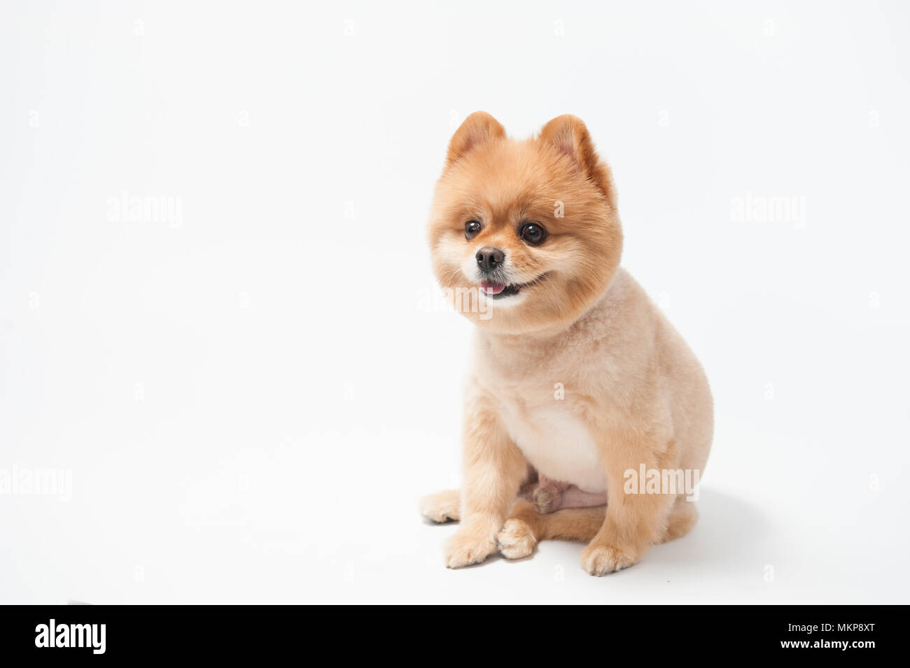 Little cute brown short hair pomeranian dog portrait, Puppy pet lying on  white background Stock Photo - Alamy